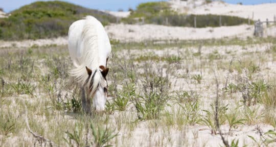 6 RV Campgrounds Near Assateague Island National Seashore