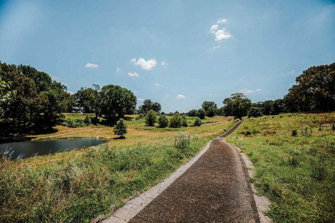 Tall green grasses cover a tree-speckled hilly terrain