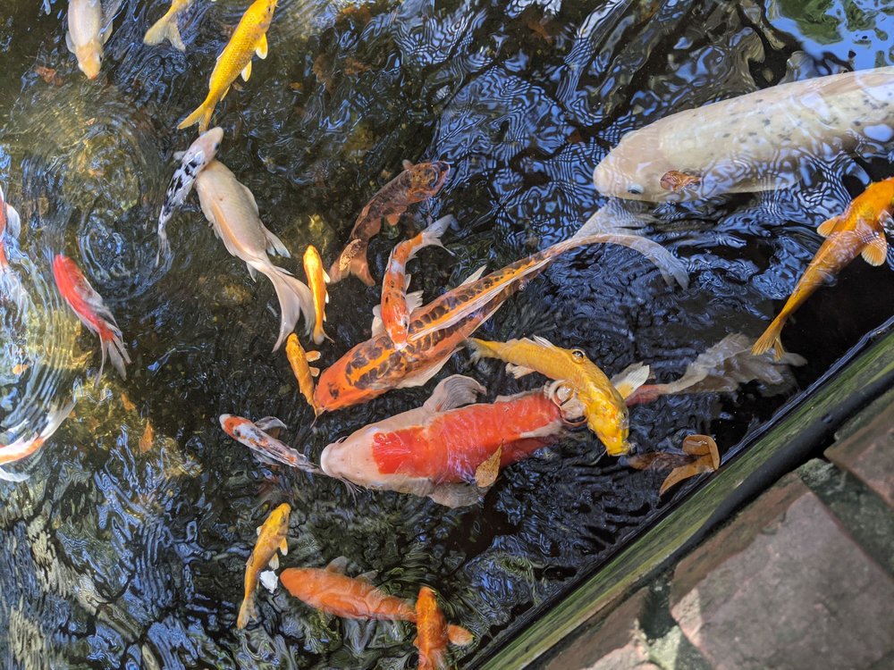 Bee City Zoo in Cottageville, SC