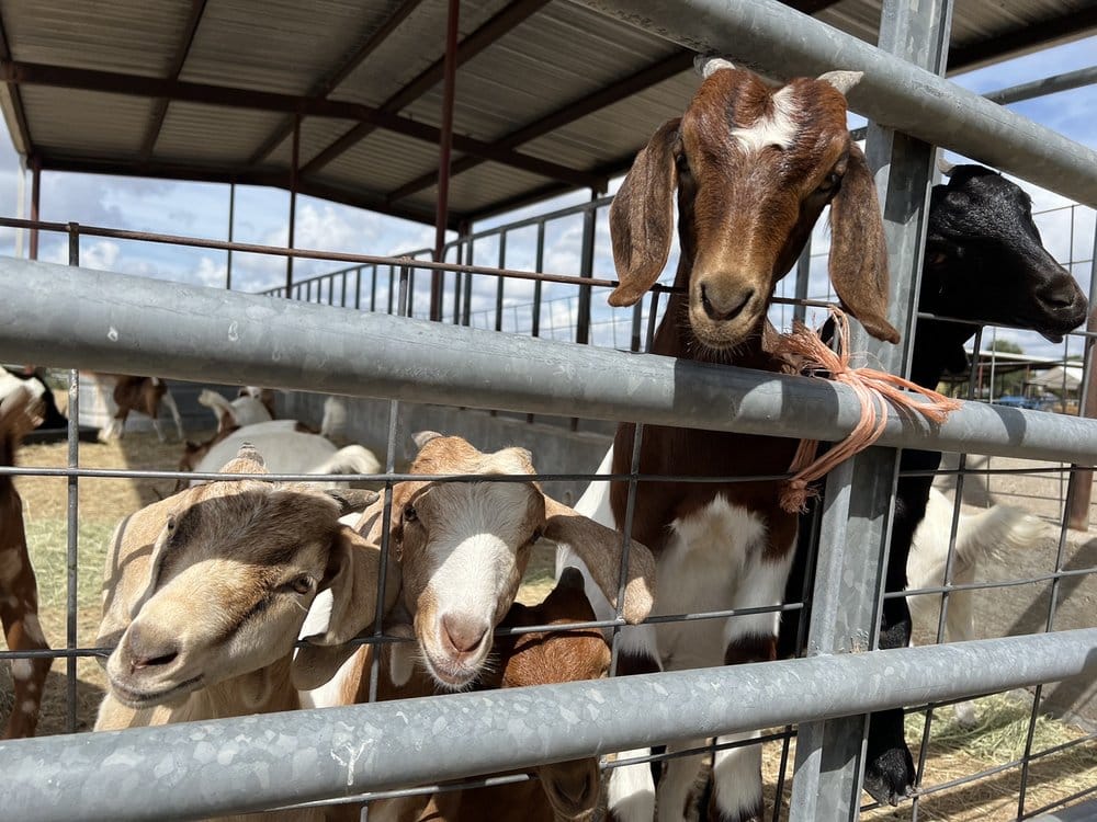 The Jersey Barnyard  in La Grange, TX