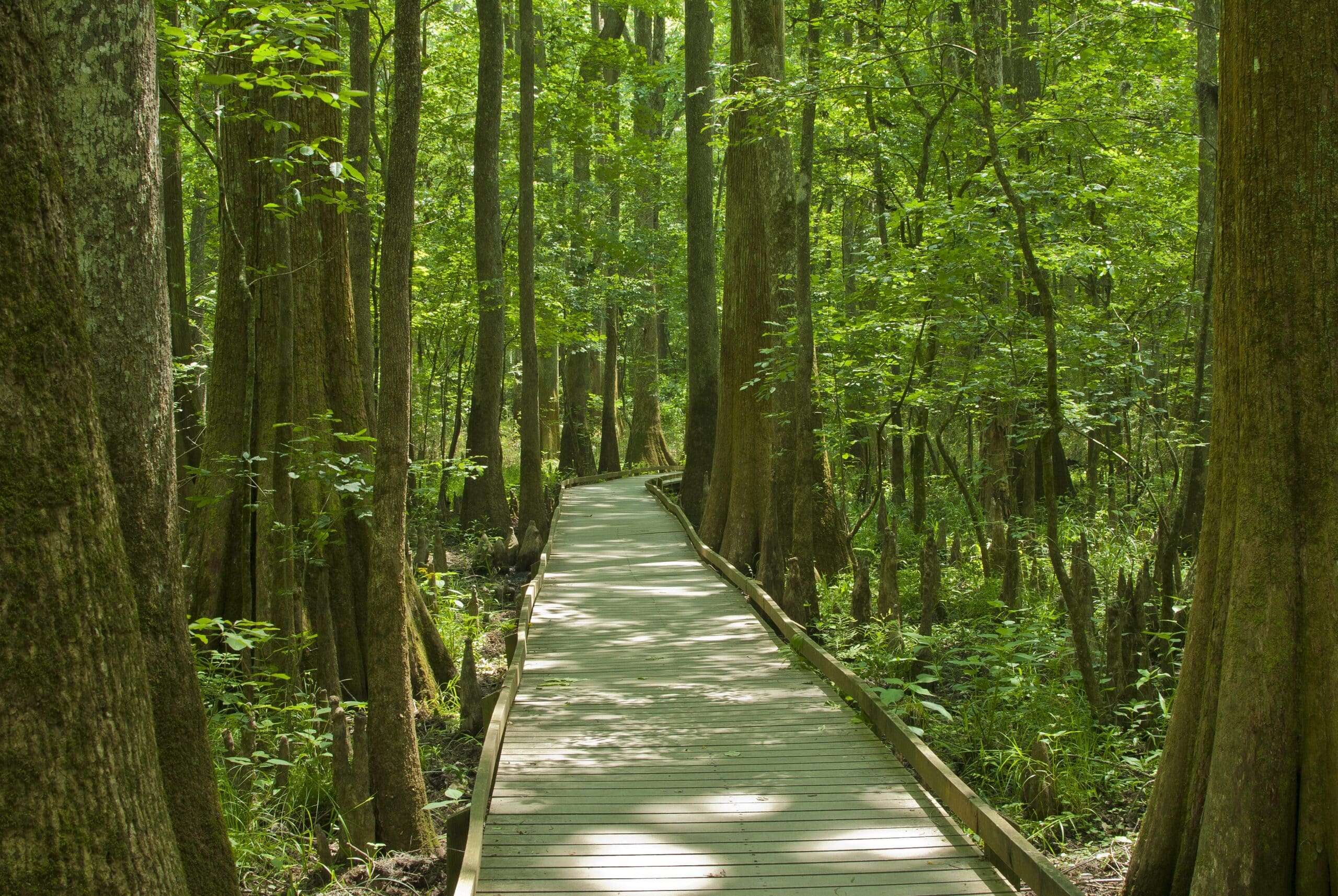 Congaree National Park in Hopkins, SC