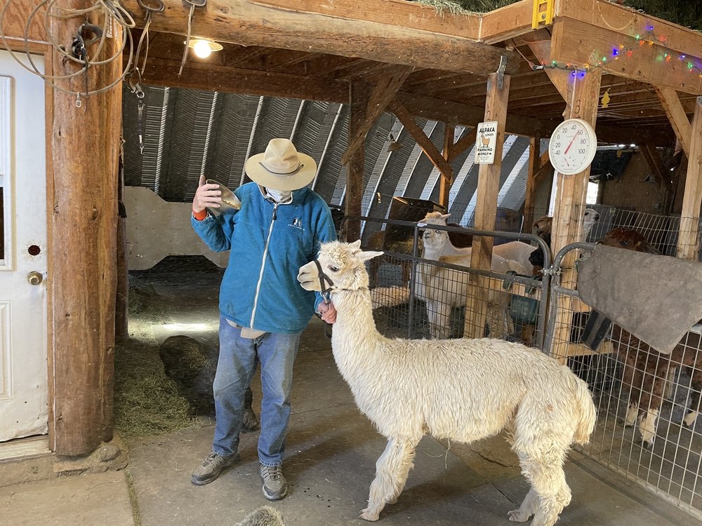 Alpacas of the Southwest in Kingman, AZ