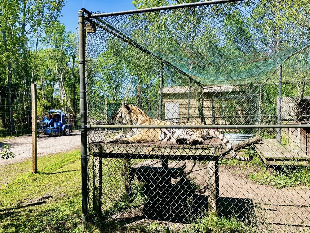 A tiger at Catty Shack Ranch Wildlife Sanctuary in Jacksonville, FL