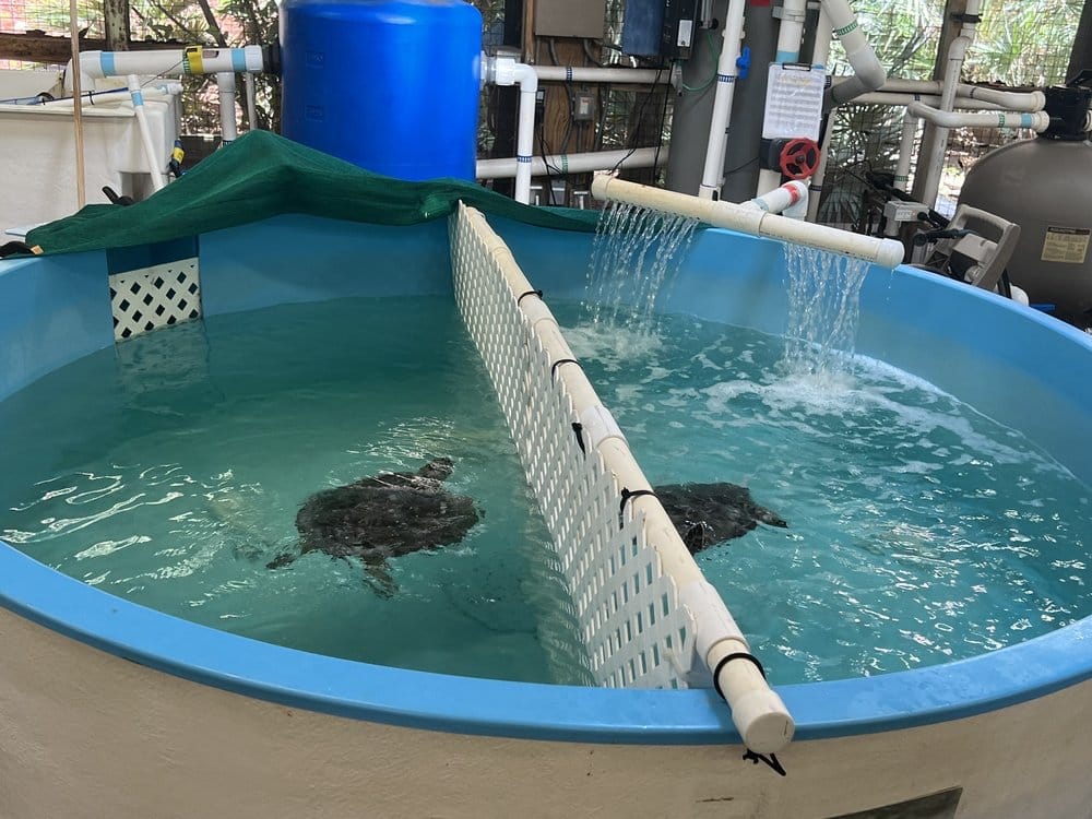 Georgia Sea Turtle Center in Jekyll Island, GA