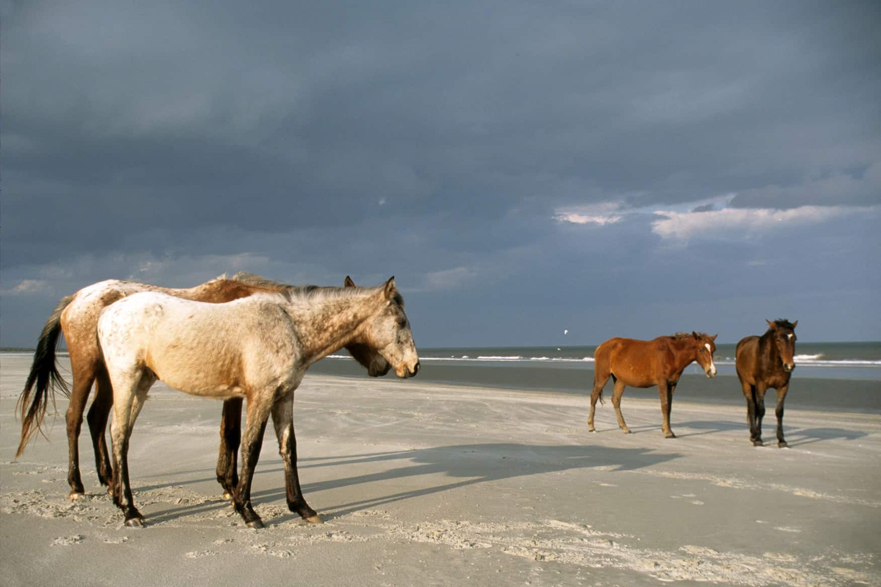 Horses in Cumberland Island National Seashore Visitor's Center in St. Marys, GA