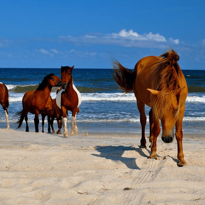 Assateague Island National Seashore