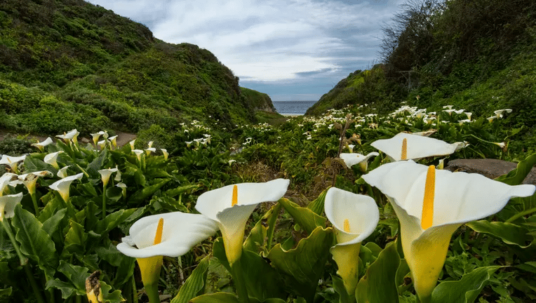 A photo of calla lilies in Calla Lily Valley